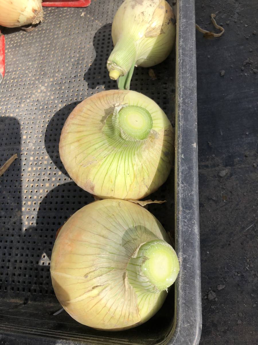 香川県産　七宝早生玉葱（タマネギ　訳アリ７キロ）_3