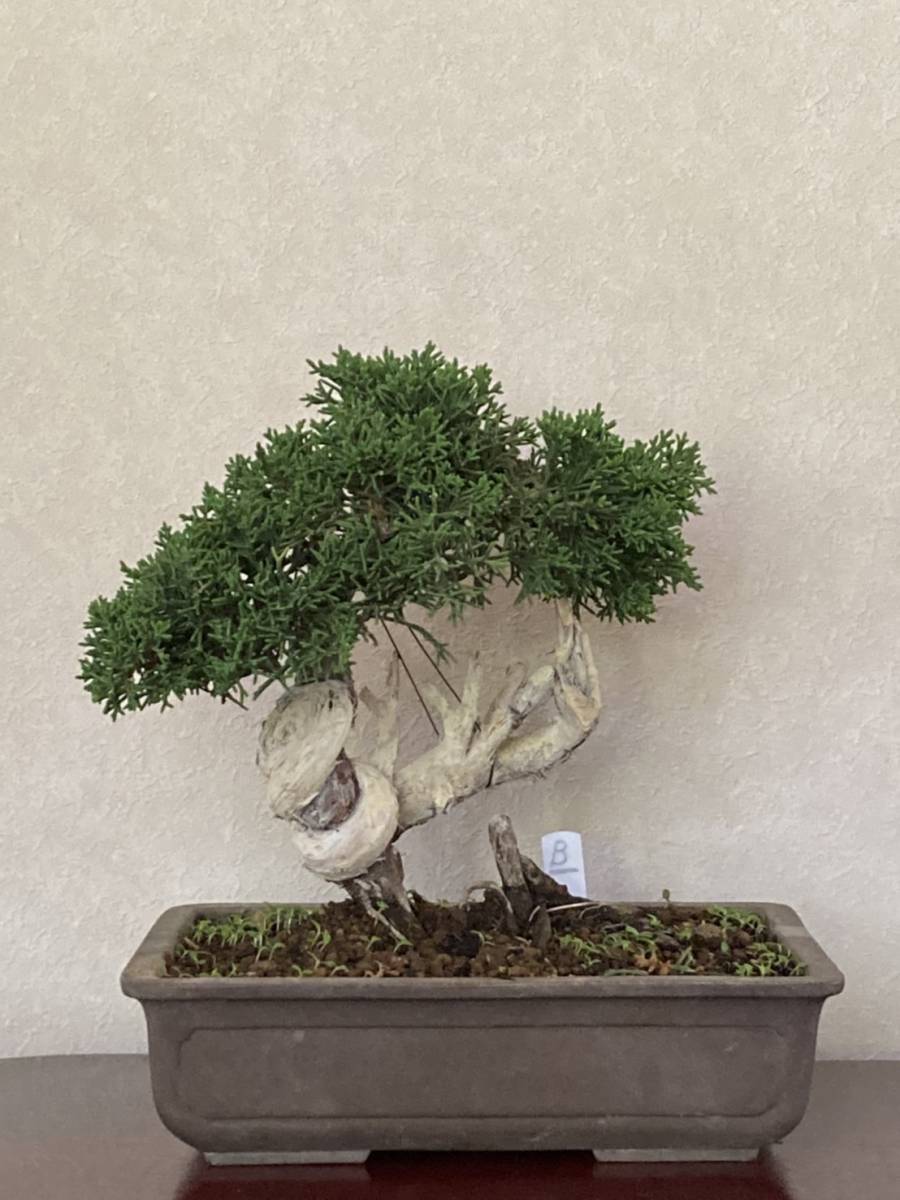 盆栽・苔玉 玉*美様 小品、盆栽、糸魚川真柏、吹き流し樹形盆栽、