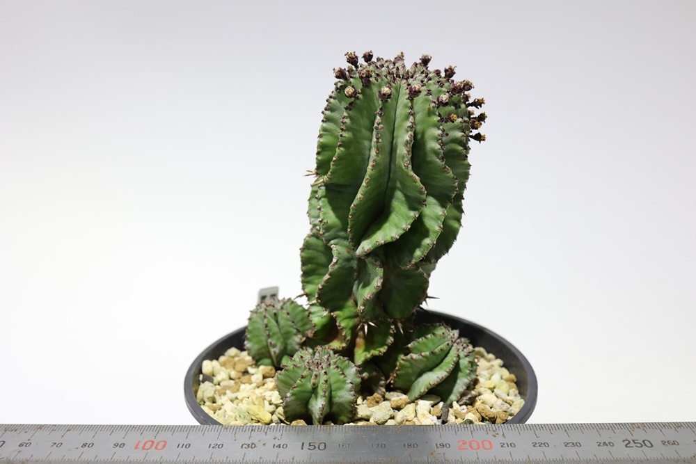 ユーフォルビア ホリダ 白衣 塊根植物 FUCLAY 鉢付き Euphorbia horrida ユーフォルビア ホリダ ユーフォルビア ホリダ 白衣