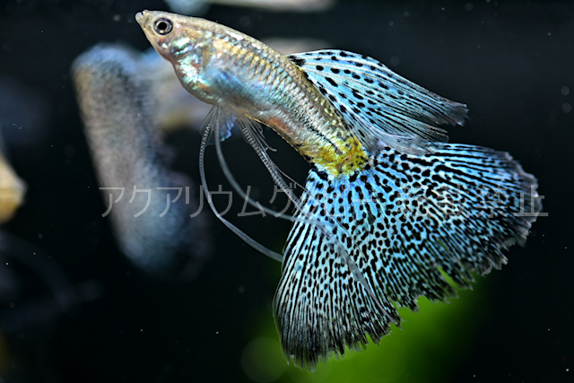 アクアリウムグッピー 現物販売45a 45b 75a 75b 発送日は水曜日２７日 Rre Aヘテロ ブルーグラスリボン 国産グッピー グッピー 売買されたオークション情報 Yahooの商品情報をアーカイブ公開 オークファン Aucfan Com