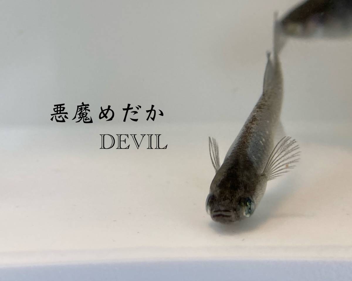 神秘 レインボーアイ 悪魔 めだか 湧水めだか様血統 出目 スモールアイ 点目 メダカの卵 有精卵 ２５個 A 補償分 めだか 売買されたオークション情報 Yahooの商品情報をアーカイブ公開 オークファン Aucfan Com