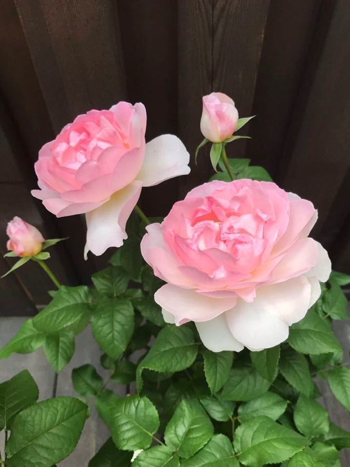 バラ苗 ER シャリファアスマ 廃盤品種 カタログ落ち 接木新苗鉢増し 5号