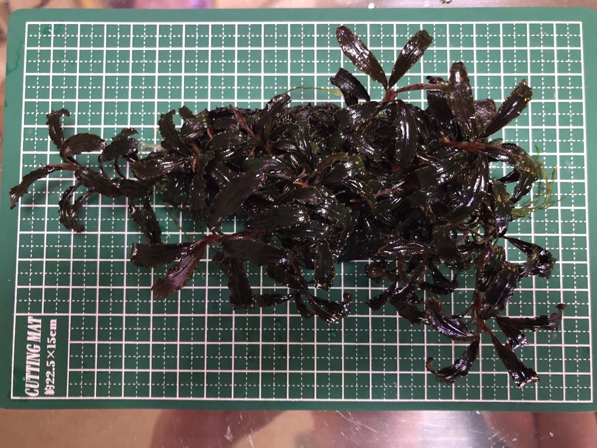 スネール ブセファランドラクダガン群生 活着流木(ADAホーンウッド
