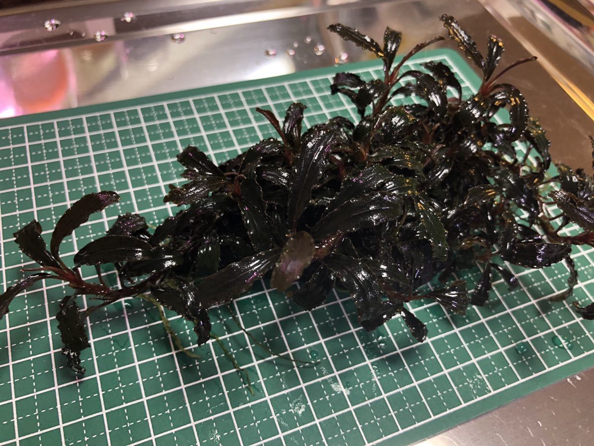 スネール ブセファランドラクダガン群生 活着流木(ADAホーンウッド