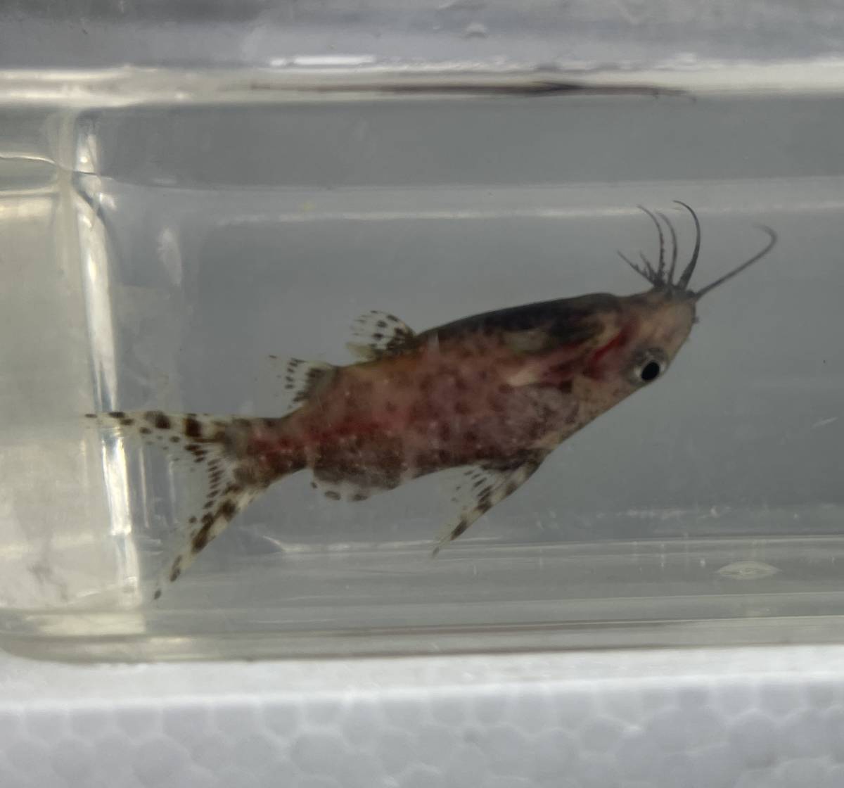 逆さに泳ぐ 不思議魚 サカサナマズ 生体 鑑賞魚 熱帯魚 淡水魚 小型魚 小型ナマズ 淡水魚 売買されたオークション情報 Yahooの商品情報をアーカイブ公開 オークファン Aucfan Com