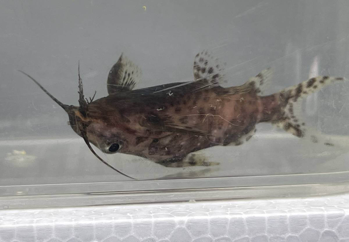 逆さに泳ぐ 不思議魚 サカサナマズ 生体 鑑賞魚 熱帯魚 淡水魚 小型魚 小型ナマズ 淡水魚 売買されたオークション情報 Yahooの商品情報をアーカイブ公開 オークファン Aucfan Com