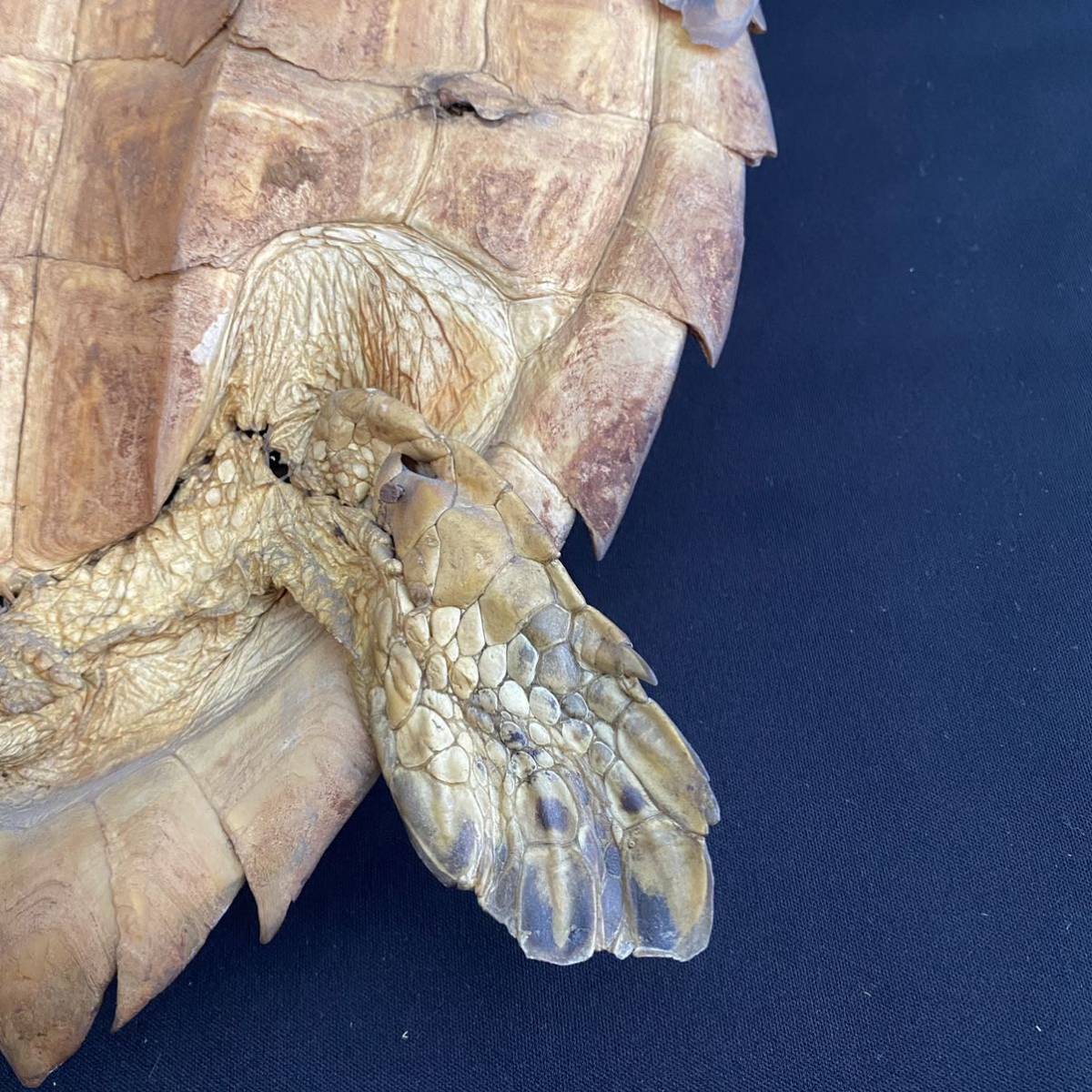 海亀 壁掛け 鼈甲 べっ甲 縁起物 ウミガメ 亀 カメ 置物 インテリア 寿 