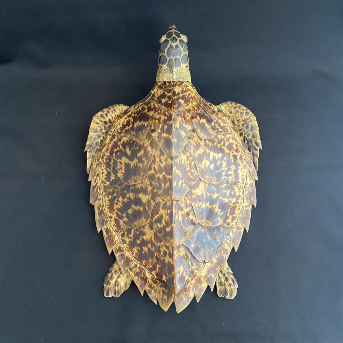 海亀 壁掛け 鼈甲 べっ甲 縁起物 ウミガメ 亀 カメ 置物 インテリア 寿 