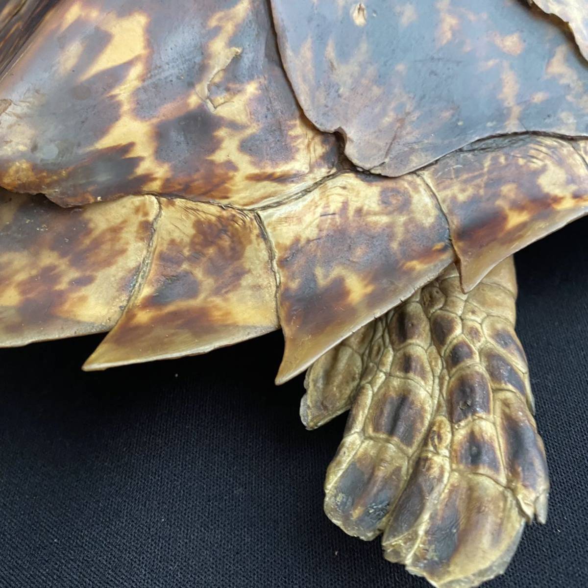 海亀 壁掛け 鼈甲 べっ甲 縁起物 ウミガメ 亀 カメ 置物 インテリア 寿 