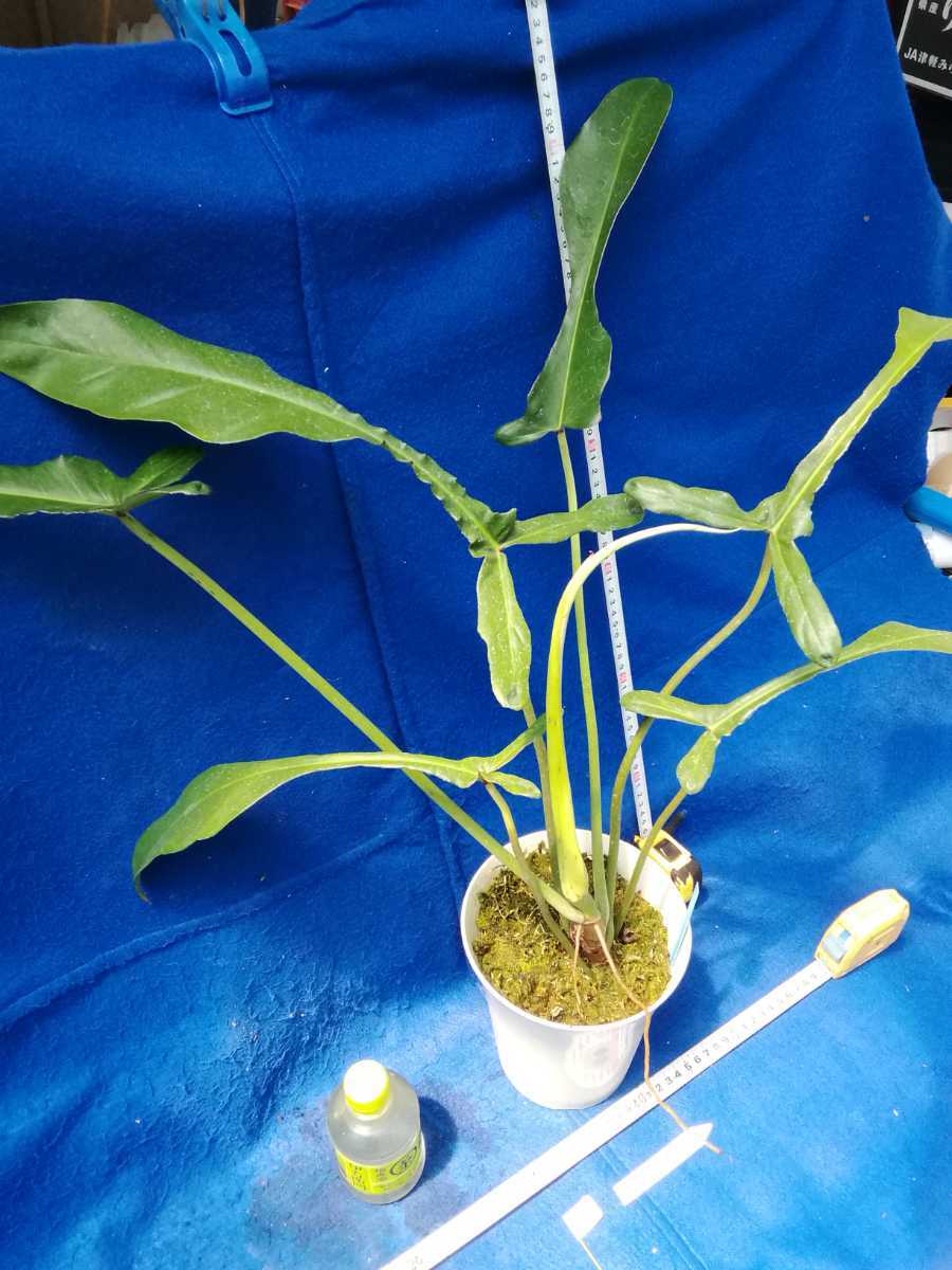 フィロデンドロン ジョーピー 斑入り NO.0513 斑入り 古典