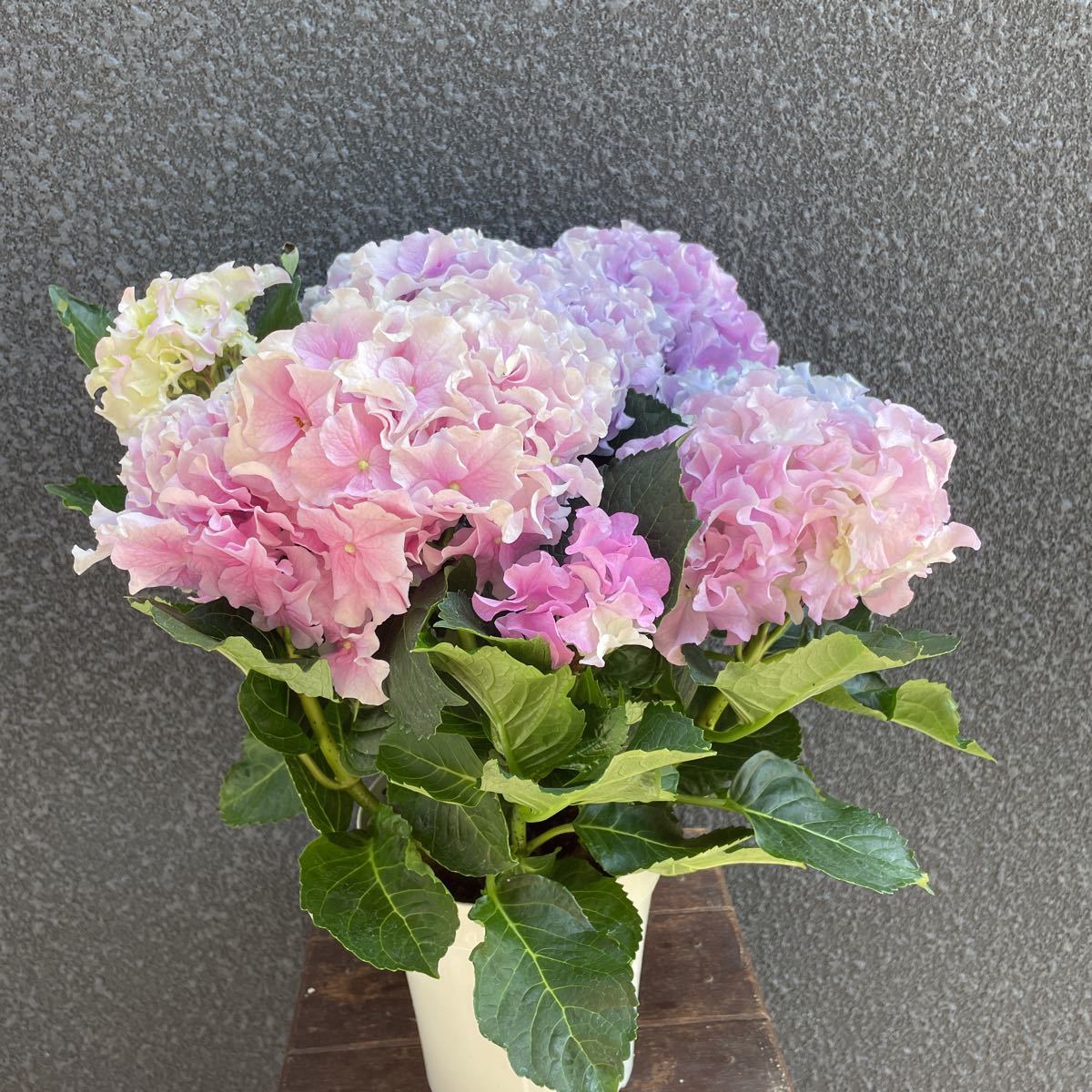 アジサイ クレイジーテンシア アジサイ クレイジーテンシア 号鉢 新品種 フリル咲き紫陽花 希少 紫陽花 ハイドランジア 母の日 ギフト 鉢花 - メルカリ