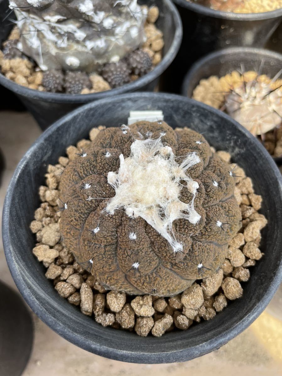 コピアポア ヒポガエア リザードスキン サボテン・多肉植物 刺と塊