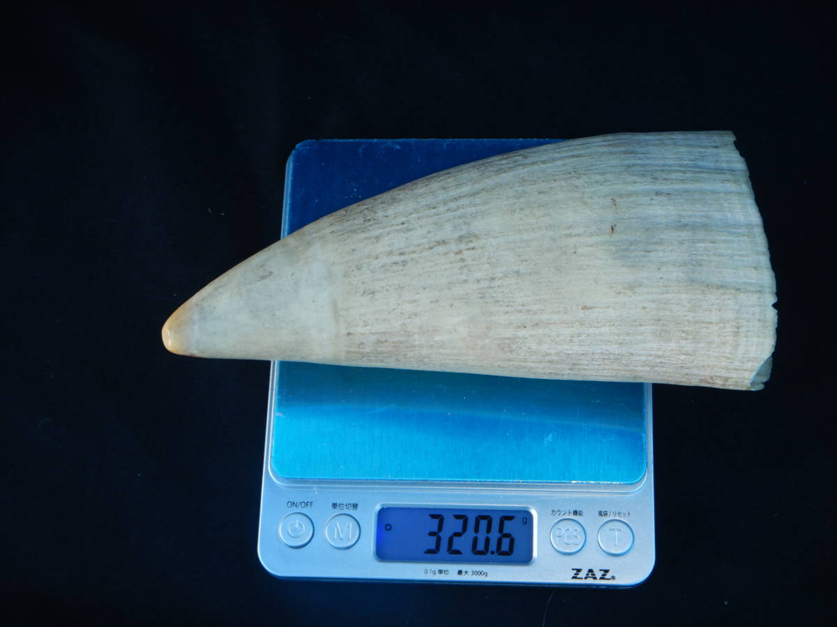 ◇クジラ 【マッコウクジラの歯 加工品2枚 計16.1g】抹香 鯨 クジラ