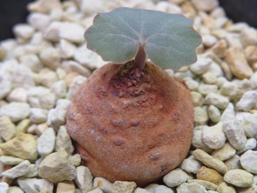69 Dorstenia barnimiana Wongonyi ドルステニア バルニミアナ サボテン 多肉植物　塊根　コーデックス 塊茎