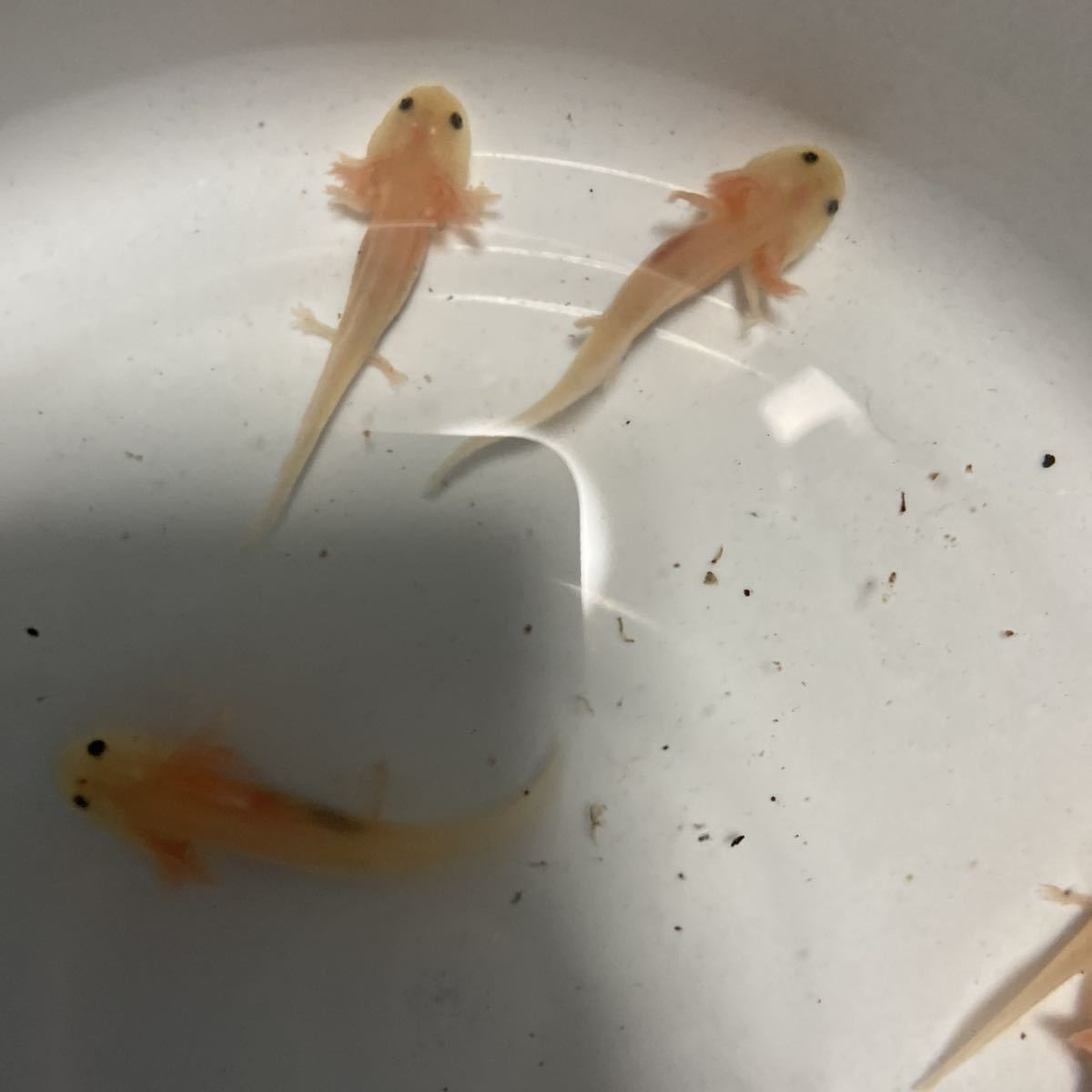 ウーパールーパー リューシ 5匹セット 約6センチ 手足生えてます 赤虫食べています イモリ サラマンダー 売買されたオークション情報 Yahooの商品情報をアーカイブ公開 オークファン Aucfan Com