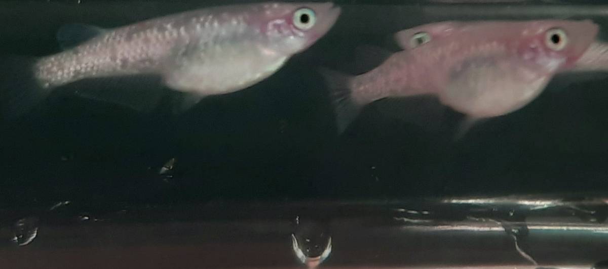 極上白桜めだか 極上白桜メダカの有精卵15 A 補償分 みゆき 白 ピンク ラメ めだか 売買されたオークション情報 Yahooの商品情報をアーカイブ公開 オークファン Aucfan Com