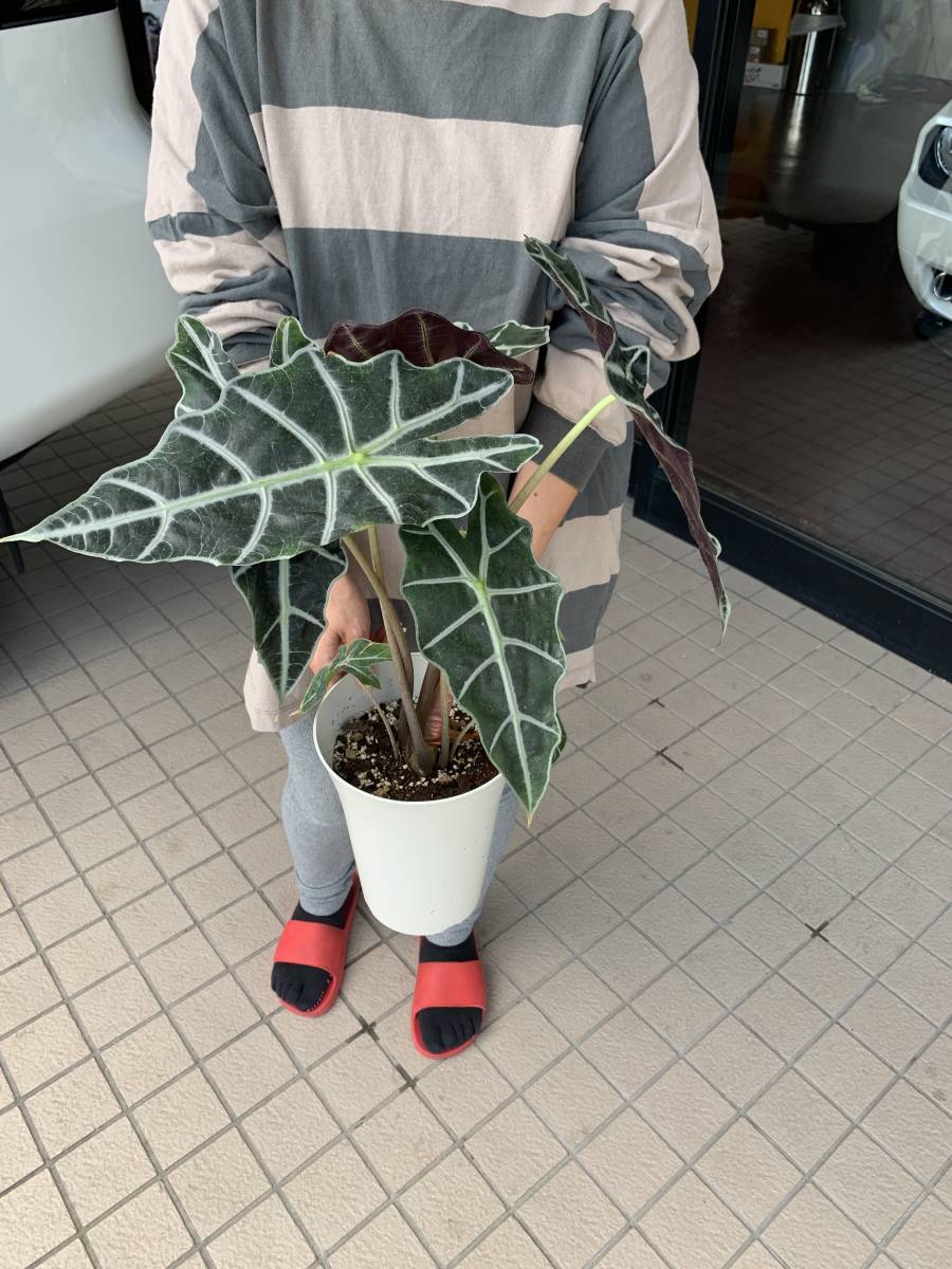 アロカシア アマゾニカ ポリー 大株b 現品発送 アローカシア Alocasia Amazonica Polly クワズイモ 売買されたオークション情報 Yahooの商品情報をアーカイブ公開 オークファン Aucfan Com