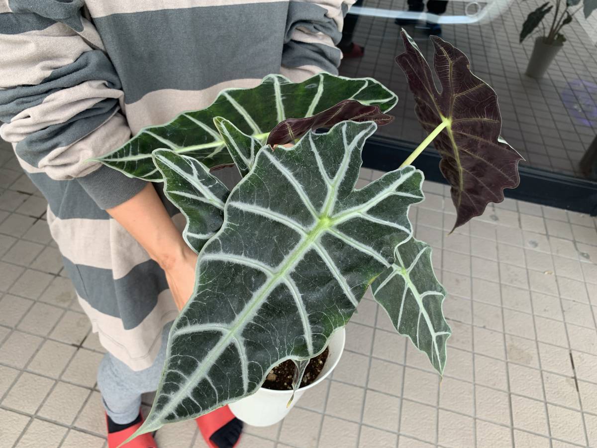 アロカシア アマゾニカ ポリー 大株b 現品発送 アローカシア Alocasia Amazonica Polly クワズイモ 売買されたオークション情報 Yahooの商品情報をアーカイブ公開 オークファン Aucfan Com