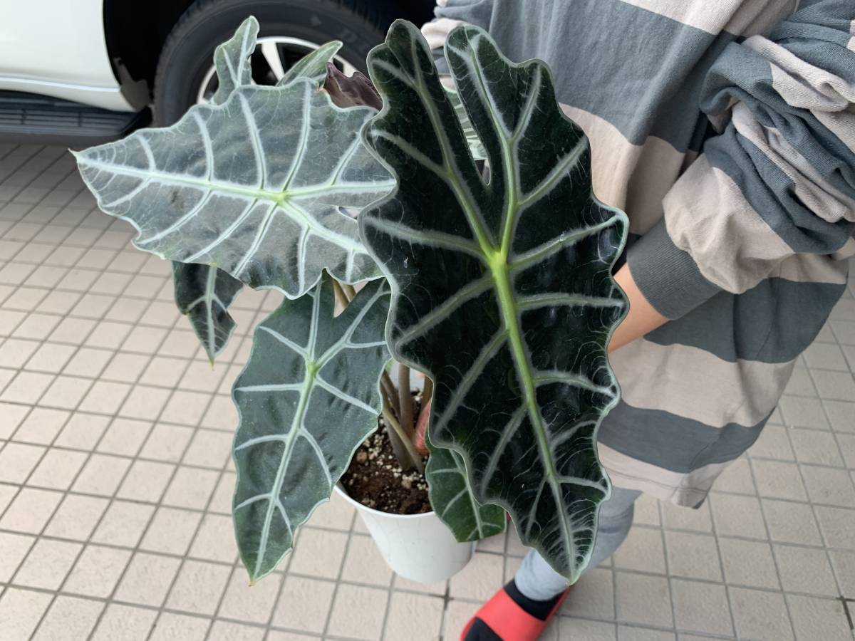 アロカシア アマゾニカ ポリー 大株b 現品発送 アローカシア Alocasia Amazonica Polly クワズイモ 売買されたオークション情報 Yahooの商品情報をアーカイブ公開 オークファン Aucfan Com