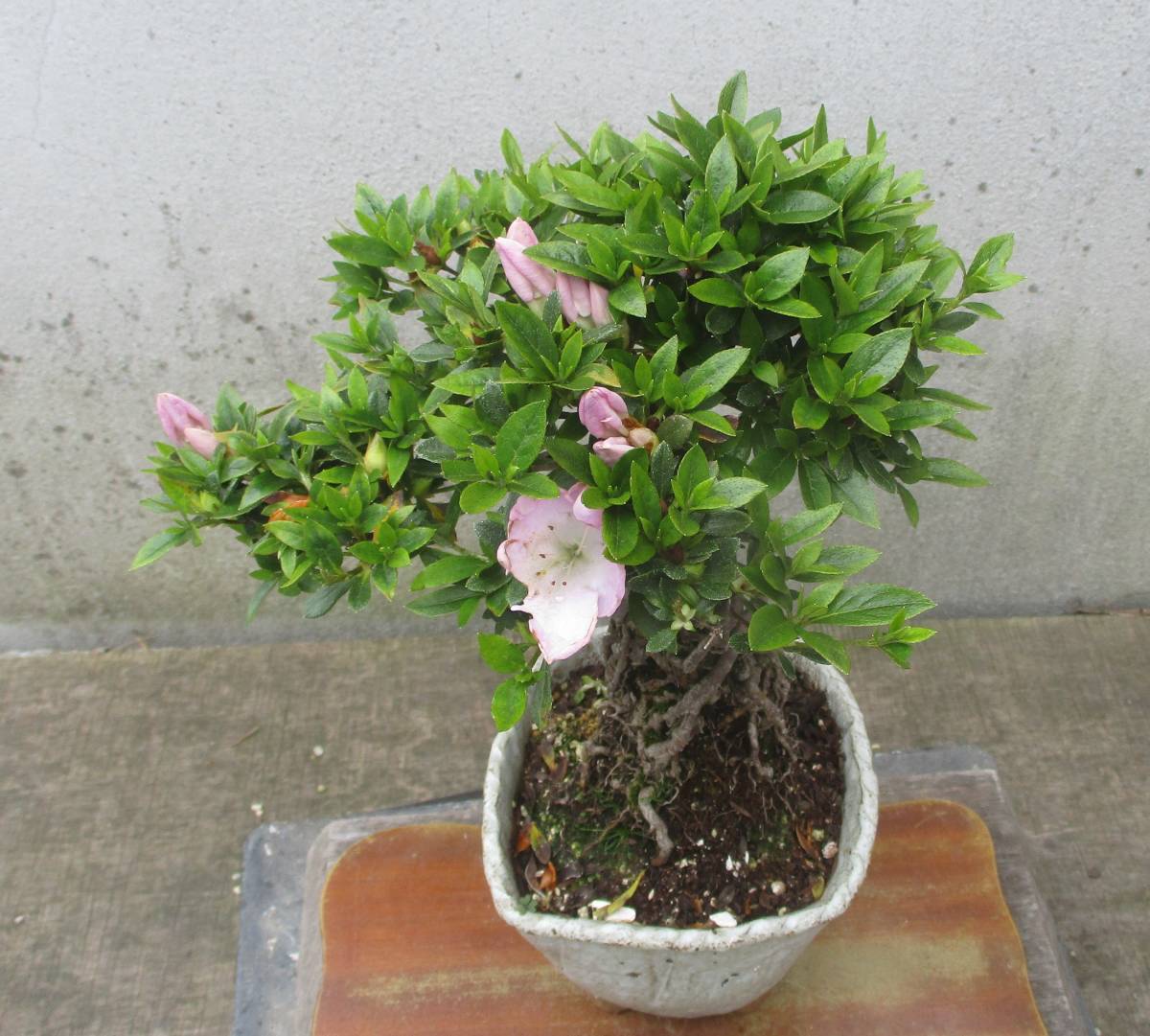 根上がり さつき盆栽 ◇舞舟◇ 鉢 14*14cm(皐月（さつき