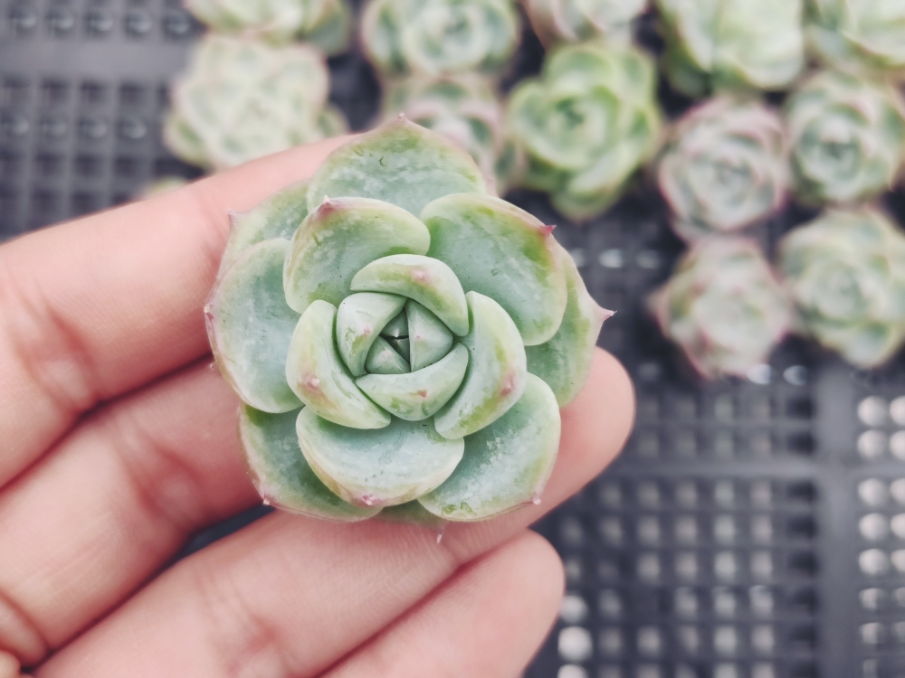 S360ピンククリスタルローズ30個 多肉植物 エケベリア 韓国 サボテン 売買されたオークション情報 Yahooの商品情報をアーカイブ公開 オークファン Aucfan Com S360ピンククリスタルローズ30個 多肉植物 エケベリア 韓国 サボテン 売買されたオークション情報 Yahooの商品情報をアーカイブ公開 オークファン Aucfan Com