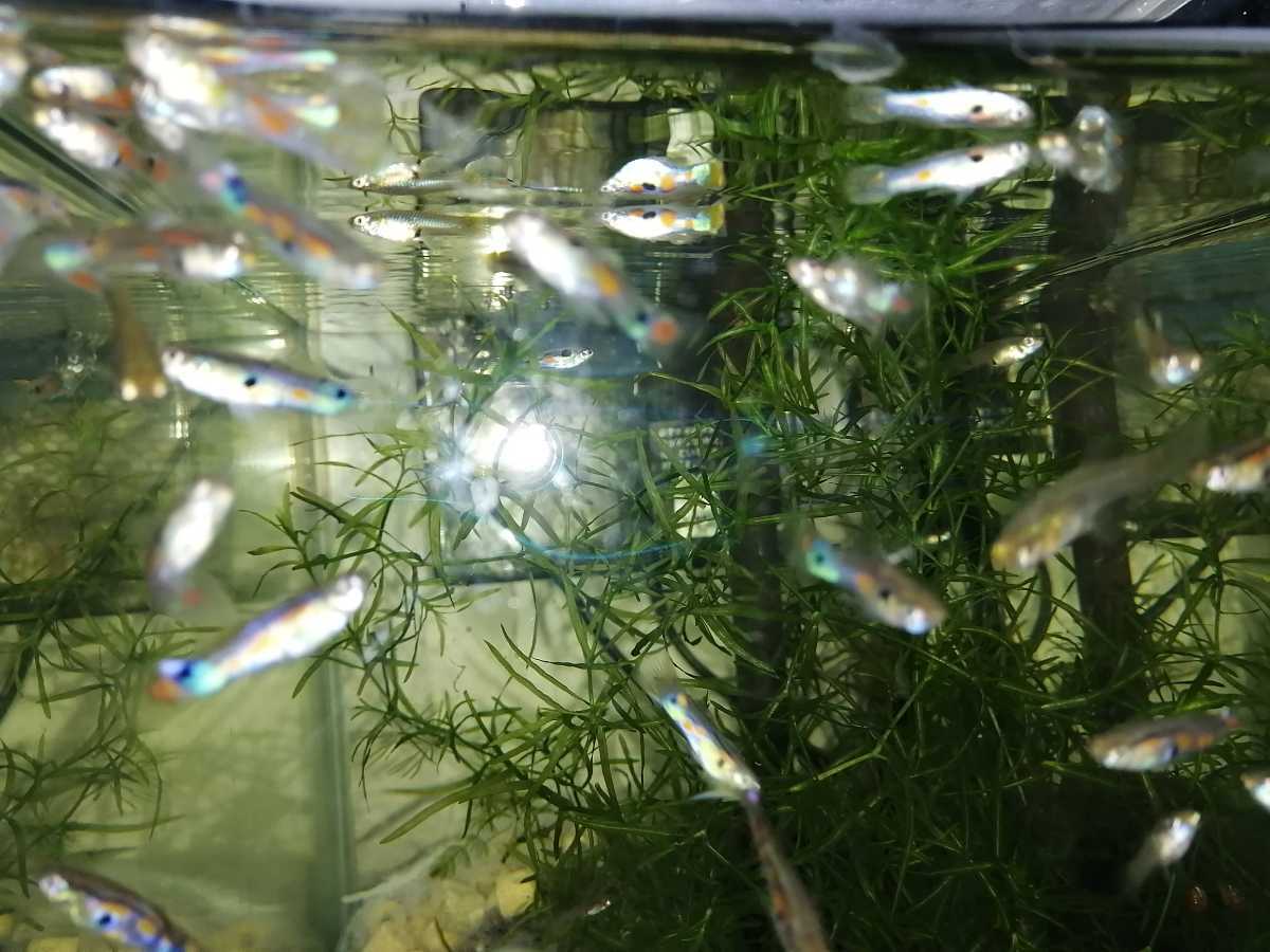 送料梱包費込 自家採集ワイルドグッピーの稚魚 または幼魚 大量60匹 水草等オマケもたくさん グッピー 売買されたオークション情報 Yahooの商品情報をアーカイブ公開 オークファン Aucfan Com
