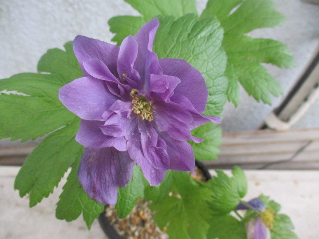 山野草、シラネアオイ、八重咲（多弁花系）5 山野草、濃色シラネアオイ