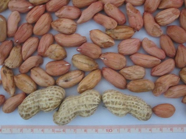 特大サイズ落花生(おおまさり?)50粒（１００ｇ） _1