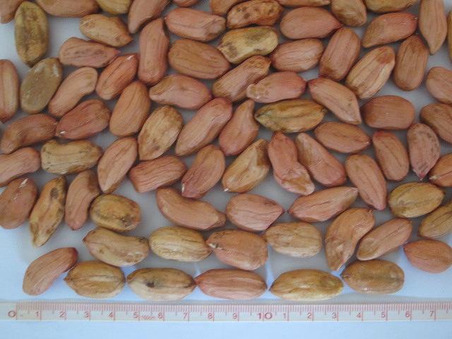 特大サイズ落花生(おおまさり?)50粒（１００ｇ） _2