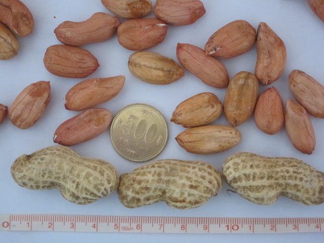 特大サイズ落花生(おおまさり?)50粒（１００ｇ） _3