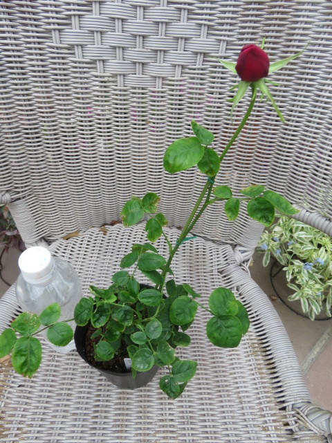 切り花種 流通なく入手難品種 マリーローズ挿し木２年苗蕾付き バラ 売買されたオークション情報 Yahooの商品情報をアーカイブ公開 オークファン Aucfan Com