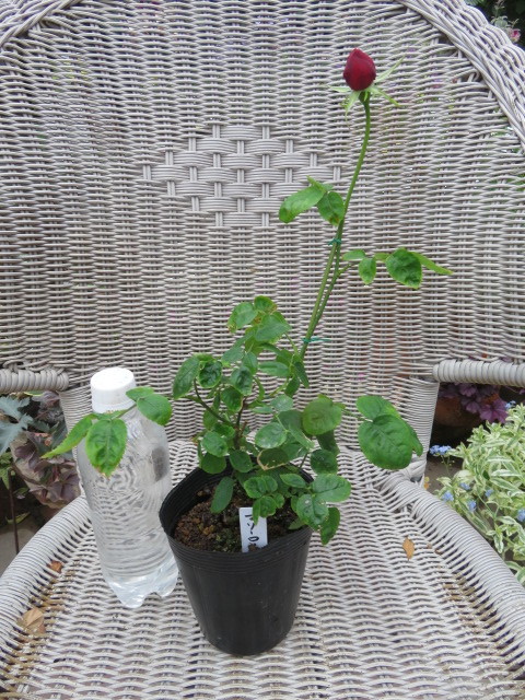 切り花種 流通なく入手難品種 マリーローズ挿し木２年苗蕾付き バラ 売買されたオークション情報 Yahooの商品情報をアーカイブ公開 オークファン Aucfan Com