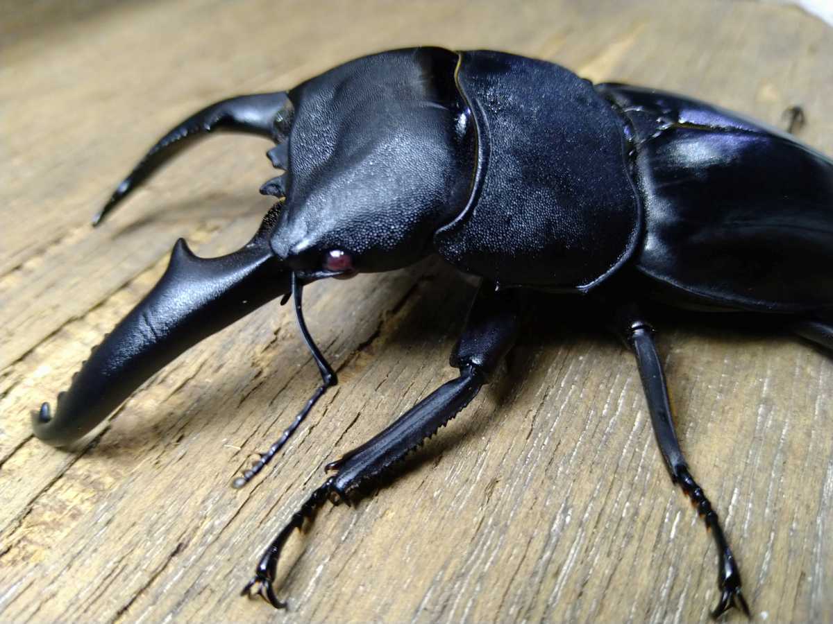 パラワンオオヒラタ ♂100mm ♀45mm(外国産)｜売買されたオークション 