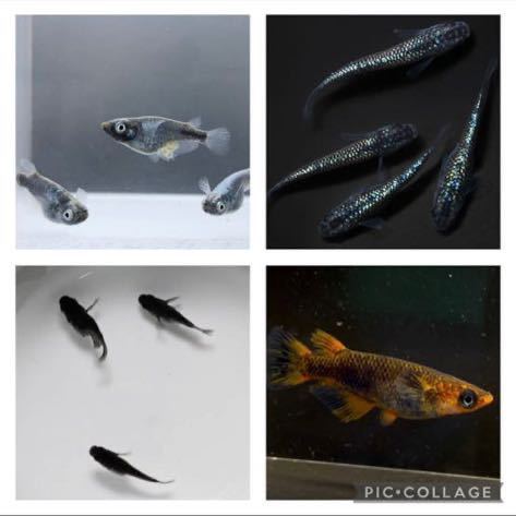 京都メダカ 高級メダカの卵 有精卵 A オロチ ダルマ ドラゴンブルー 五式typer オーロラ黄ラメ体外光 サファイア 黒衣 めだか 売買されたオークション情報 Yahooの商品情報をアーカイブ公開 オークファン Aucfan Com