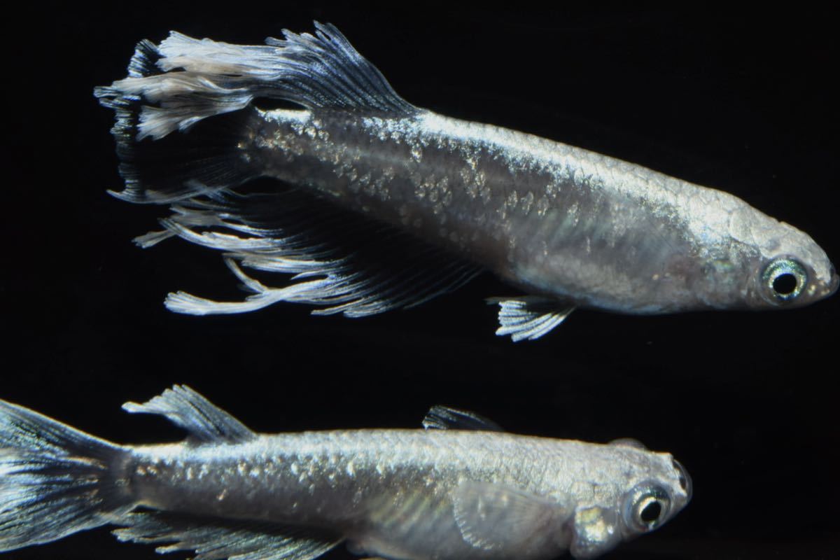 エメラルドフィン めだか【SOLDOUT】(垂水様直系個体 グリーンタイプ