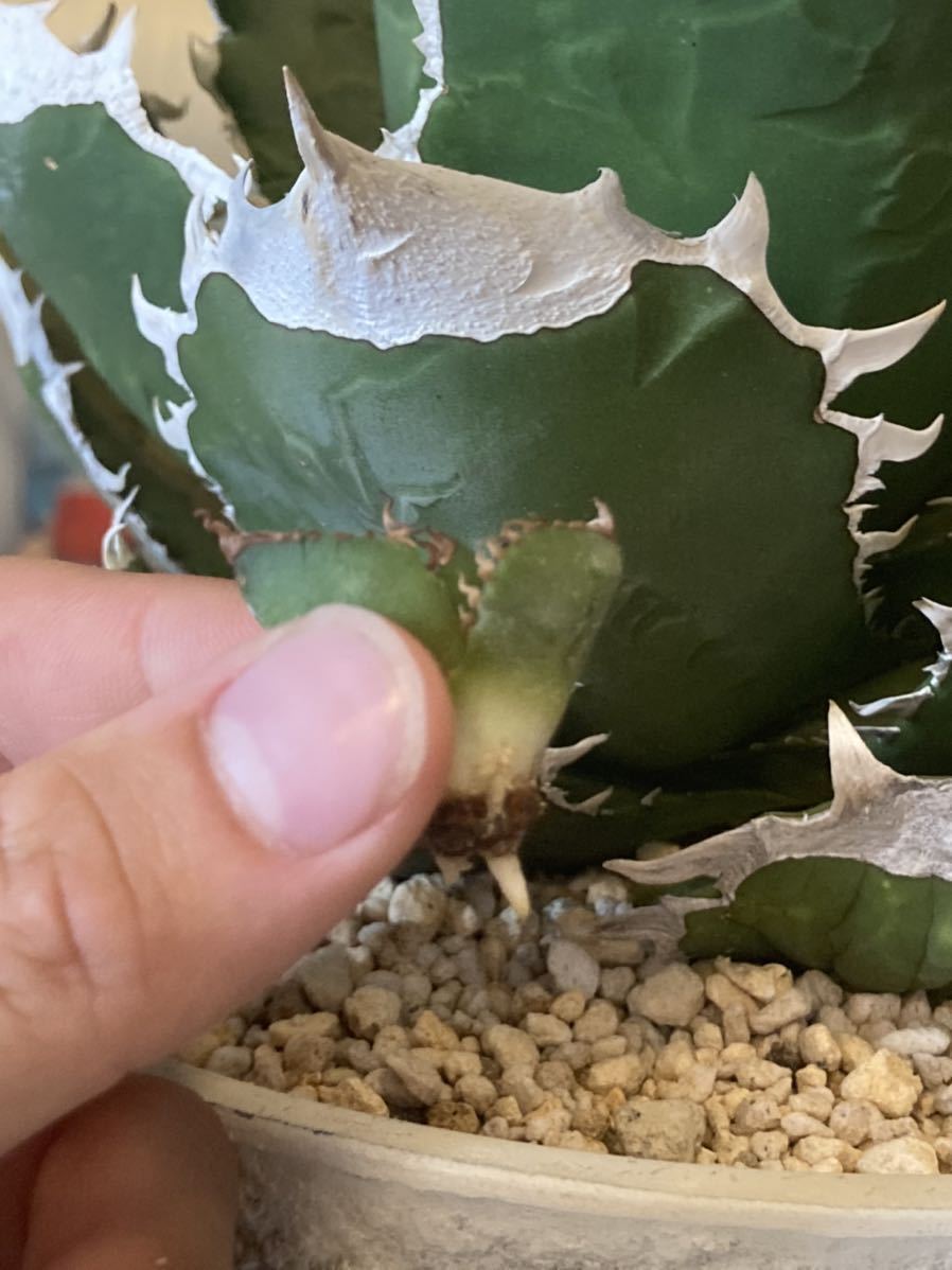 南アフリカダイヤモンドSAD 特選仔株 アガベ チタノタ 発根済み agave