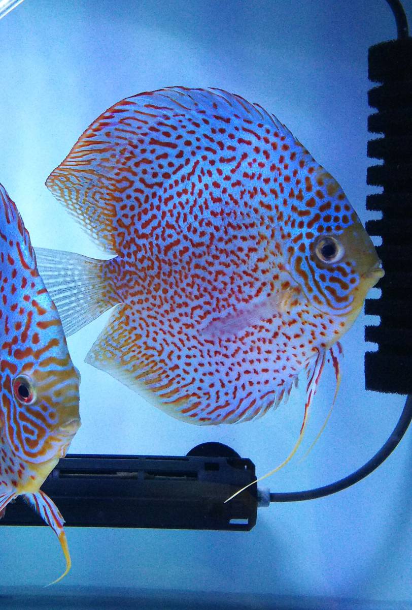 ◇◇ディスカス 成魚2匹セット 15～16cm前後(1) ※発送日限定 