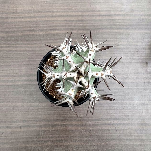 Euphorbia Virosa Namibe Angole ユーフォルビア 矢毒キリン 八大竜王 4寸鉢 Botanicalmart サボテン 売買されたオークション情報 Yahooの商品情報をアーカイブ公開 オークファン Aucfan Com