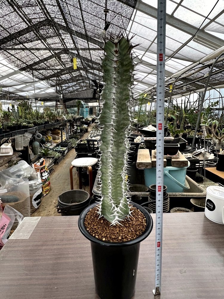 Euphorbia Virosa Namibe Angole ユーフォルビア 矢毒キリン 八大竜王 4寸鉢 Botanicalmart サボテン 売買されたオークション情報 Yahooの商品情報をアーカイブ公開 オークファン Aucfan Com