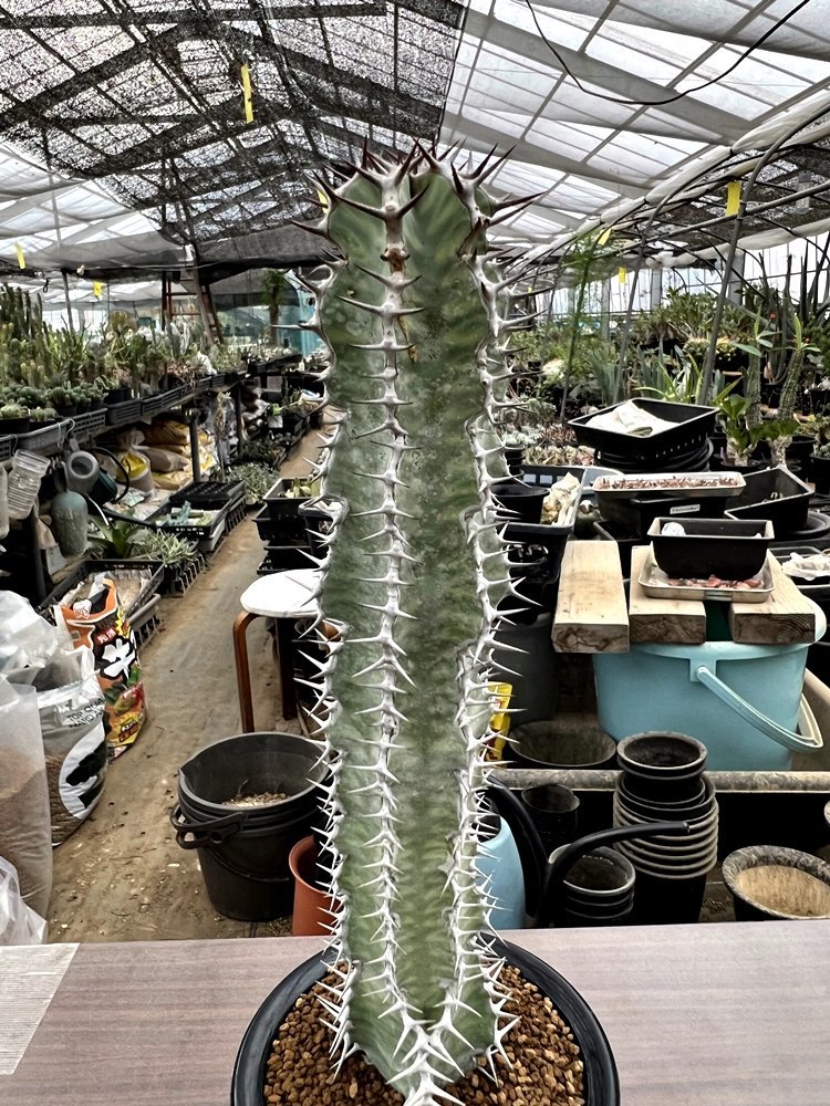 Euphorbia Virosa Namibe Angole ユーフォルビア 矢毒キリン 八大竜王 4寸鉢 Botanicalmart サボテン 売買されたオークション情報 Yahooの商品情報をアーカイブ公開 オークファン Aucfan Com