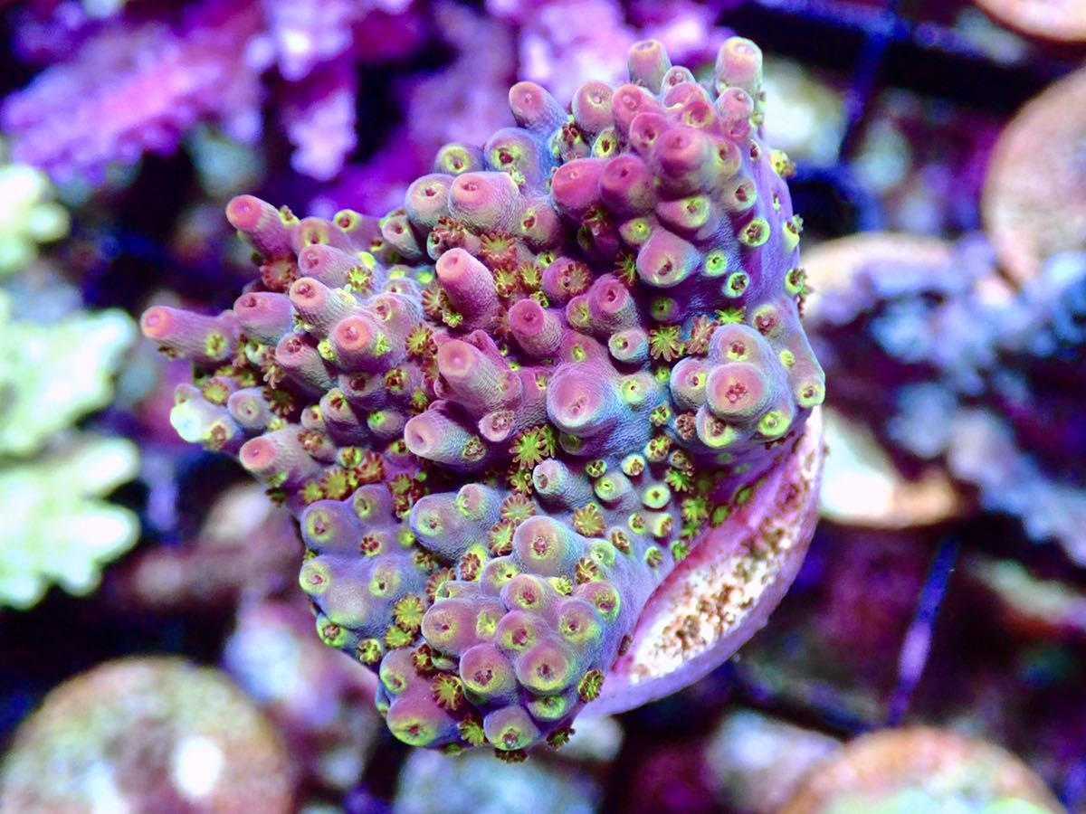 CDU Acropora Elkhorn 色揚げ個体 ミドリイシ エルクホーン CDUサンゴ 