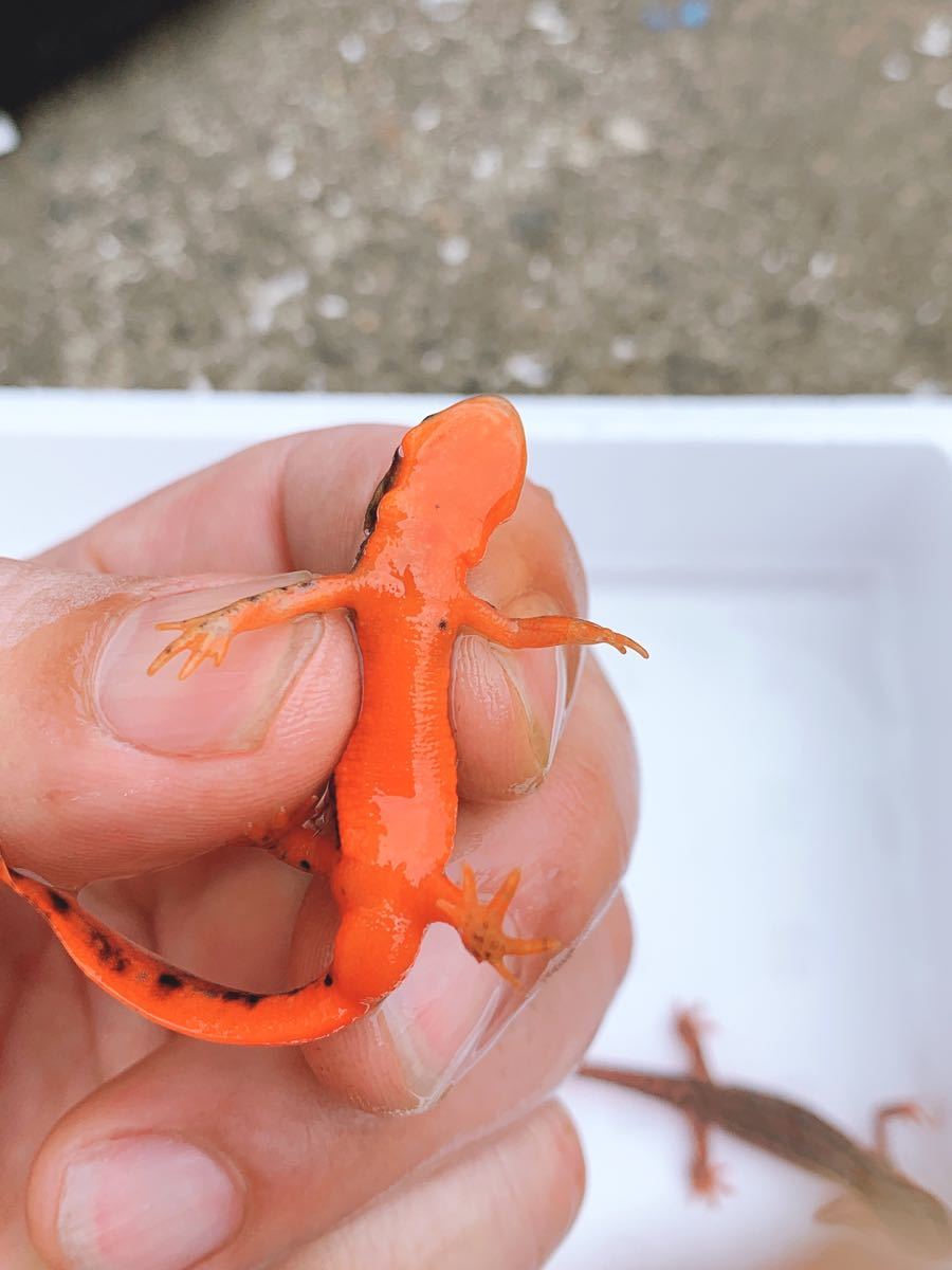 五島列島　福江島　アカハライモリ　幼体3匹 + 補償1匹　❹ 楽天市場】アカハライモリ 幼体の通販