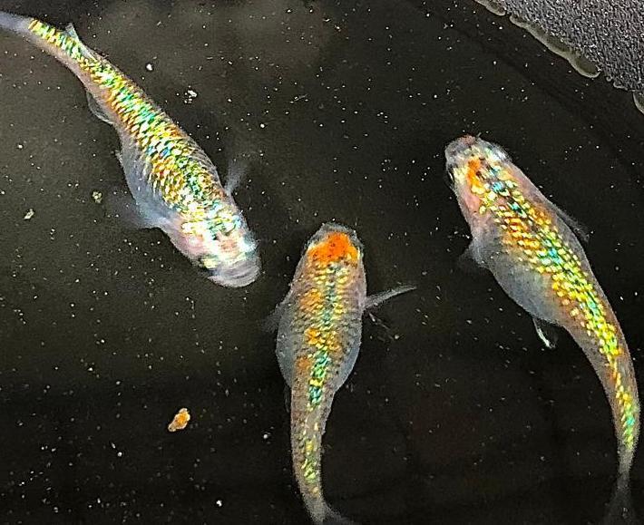 あ夕めだか ユリシス 有精卵 15個 A 虹色 レインボー 大 極ラメ メダカ卵 高級メダカ 有精卵 屋外飼育 めだか 売買されたオークション情報 Yahooの商品情報をアーカイブ公開 オークファン Aucfan Com