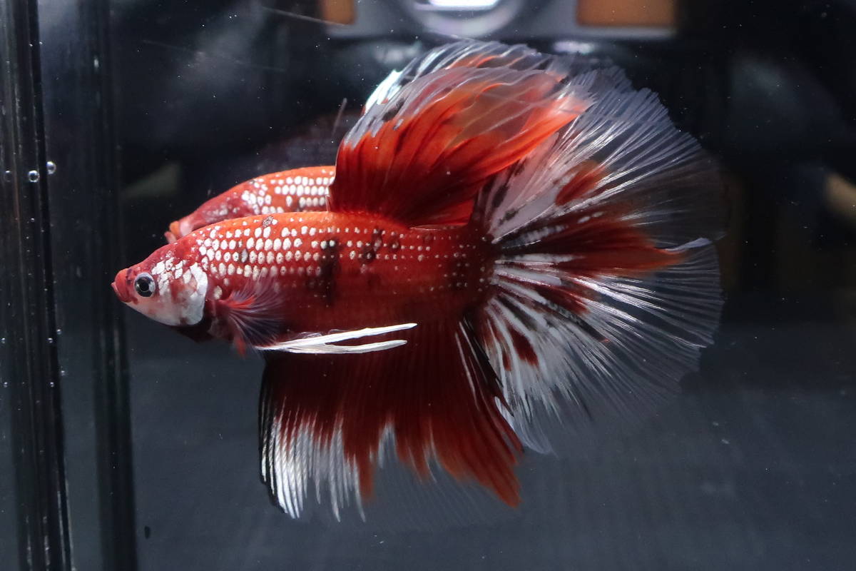 13　＜water-flap＞ ベタ　オス　ジャイアントHM　ギャラクシーコッパー