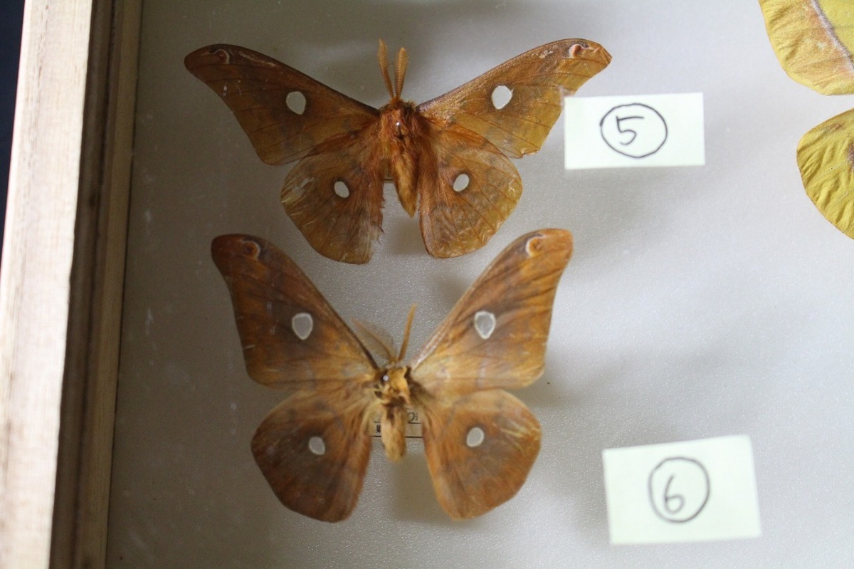 1oP05562E】☆昆虫法本☆蛾標本☆大型蛾☆ヤママユガ科☆Saturniidae