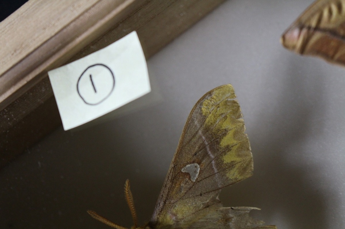 1oP05562E】☆昆虫法本☆蛾標本☆大型蛾☆ヤママユガ科☆Saturniidae