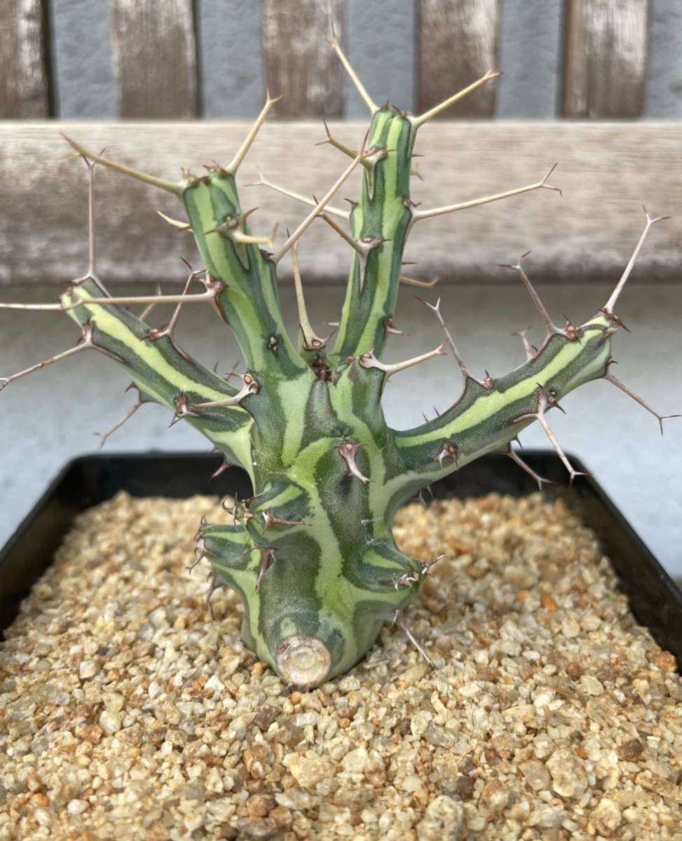 ユーフォルビア Euphorbia シザカンサ schizacantha 植物 - Yahoo