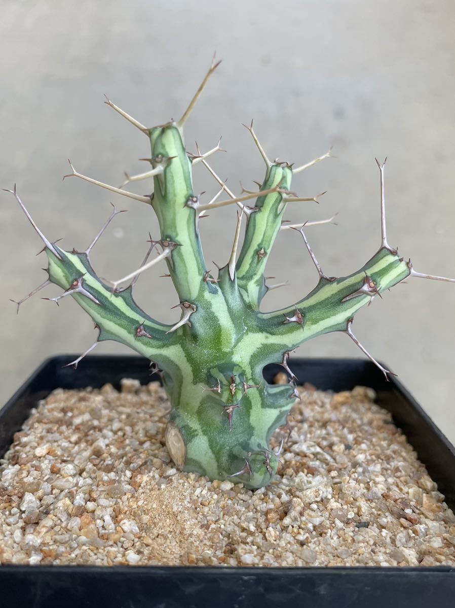ユーフォルビア Euphorbia シザカンサ schizacantha 植物 - Yahoo