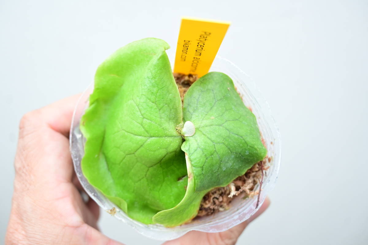 P.alcicorne var.Africa⑩　@bikamori.com 　ビカクシダ アルシコルネ アフリカ