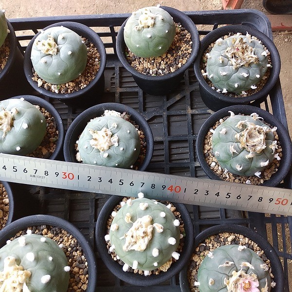 カキコ自根セット15本 ディフューサ12うば玉3 抜苗 着払発送 サボテン 多肉 サボテン 売買されたオークション情報 Yahooの商品情報をアーカイブ公開 オークファン Aucfan Com